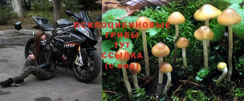 купить наркотик  Буинск  Псилоцибиновые грибы Psilocybe 